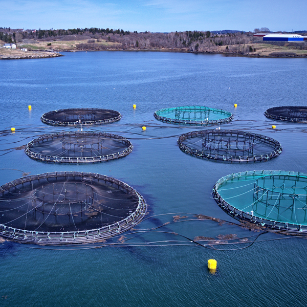 Aquaculture logo