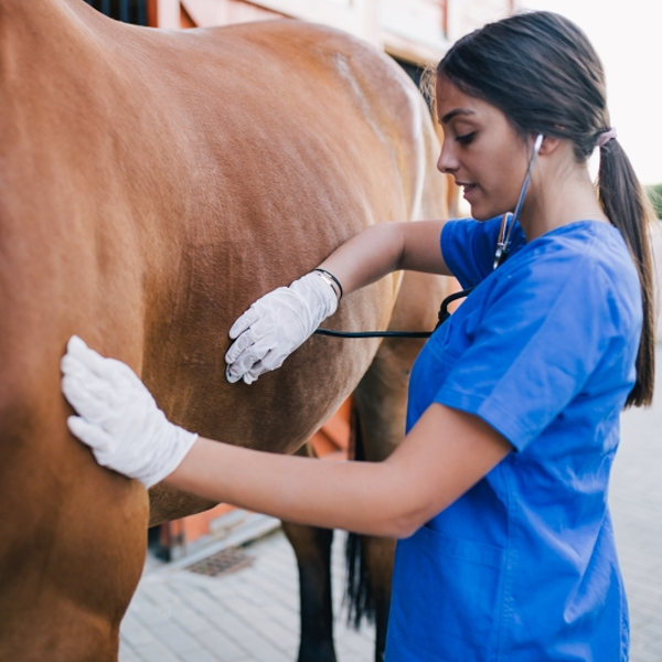 Bachelor of Veterinary Science