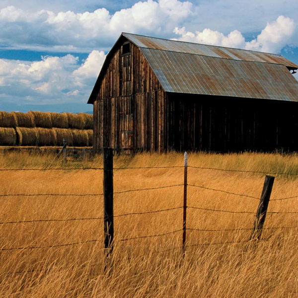 Barn logo
