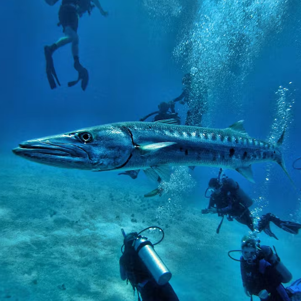 Barracuda