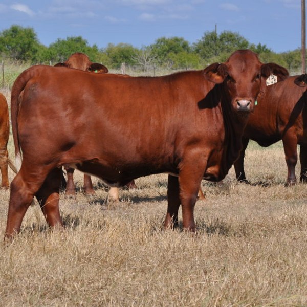 Beefmaster logo