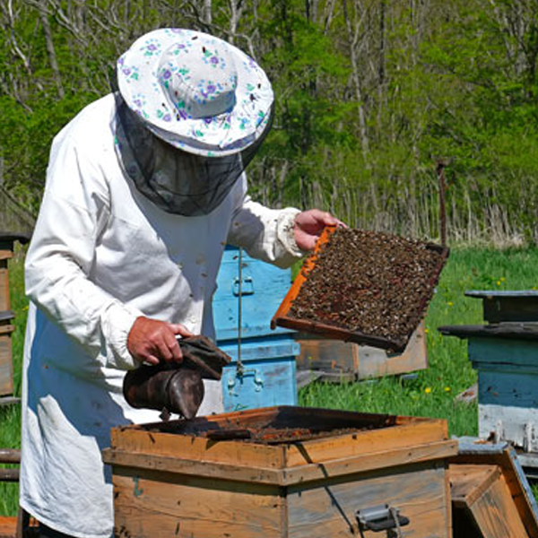 Beekeeping logo