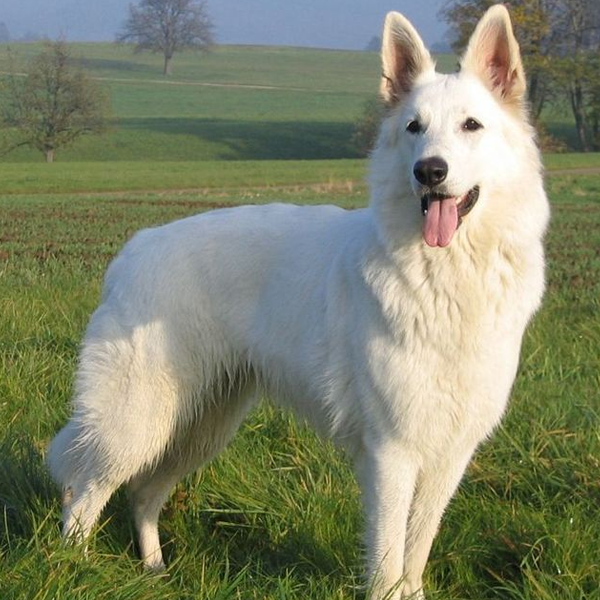 Berger Blanc Suisse