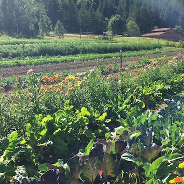 Biodynamic agriculture logo
