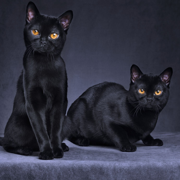Black cat
