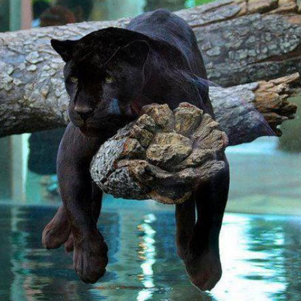 Black panther logo