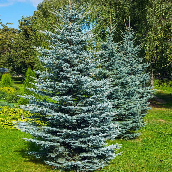Blue spruce