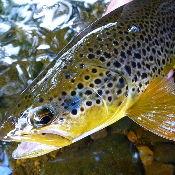 Brown trout logo