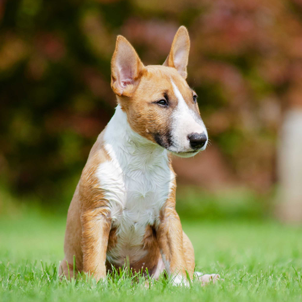 Bull Terrier (Miniature)
