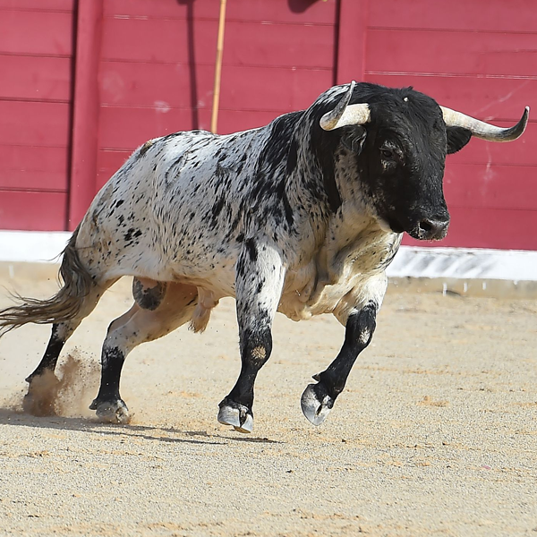 Bull logo