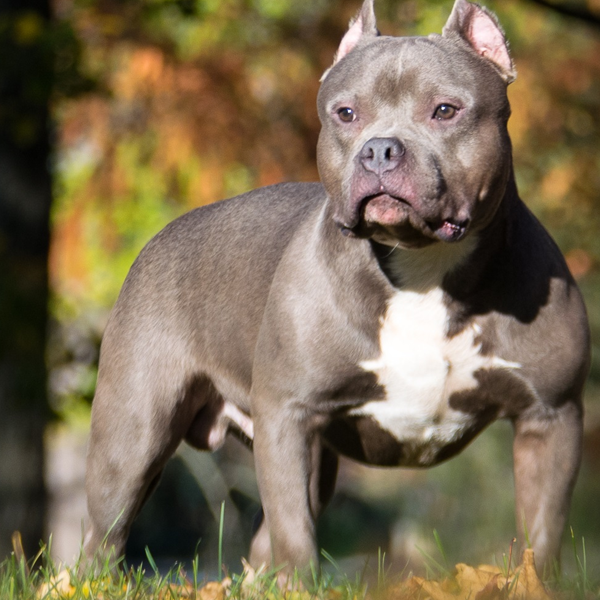 Bully Dog