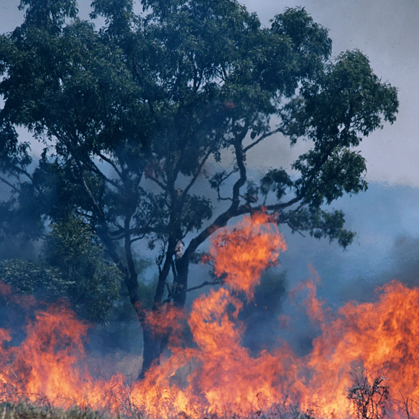 Bushfires in Australia logo