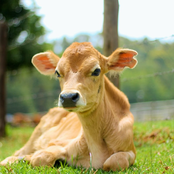 Calf logo