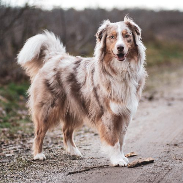 Coat (dog) logo