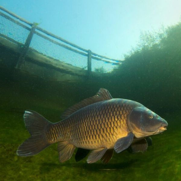 Common carp logo