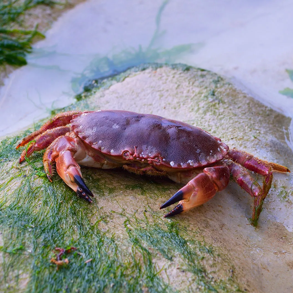 Crab logo