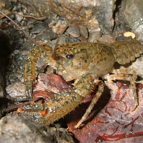 Crayfish logo