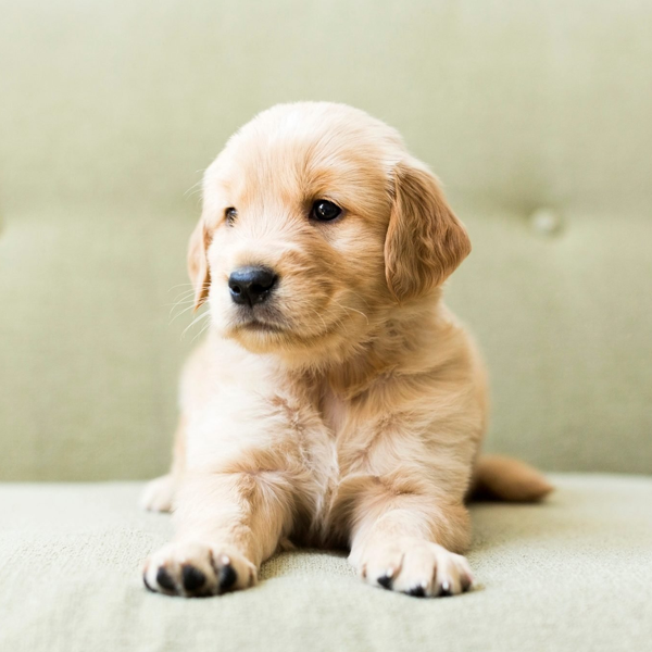 Cute Dogs