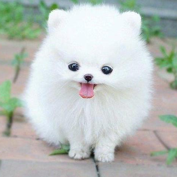 Cuteness