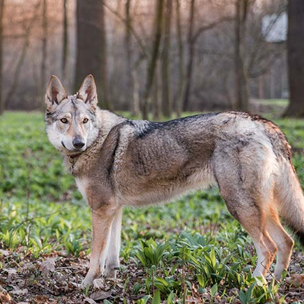 Czechoslovakian Wolfdog