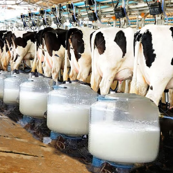 Dairy farming logo