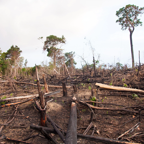 Deforestation logo