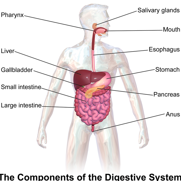 Digestion logo