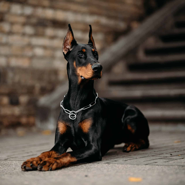 Dobermans