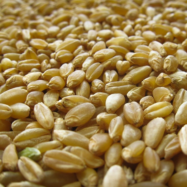 Durum