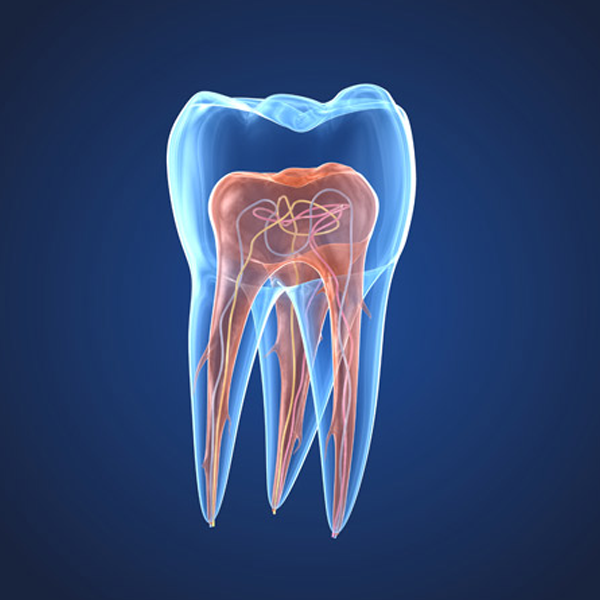 Endodontics logo