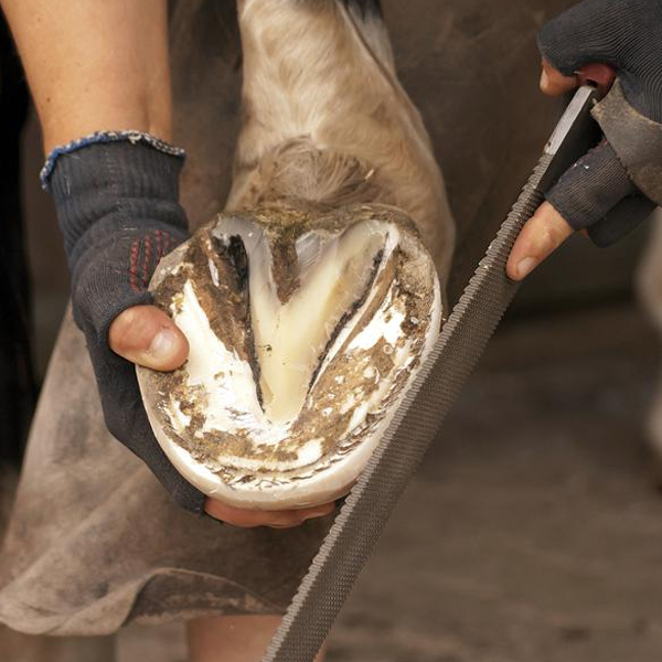 Farrier logo