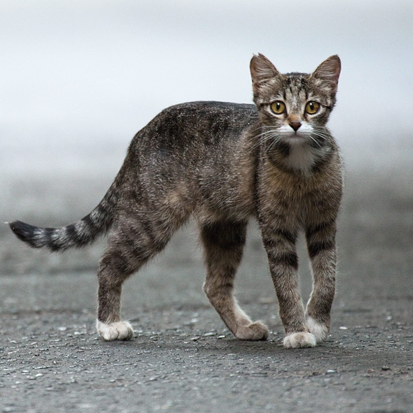 Feral cat logo