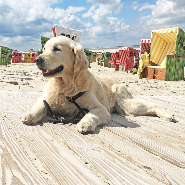 Ferien mit Hund logo