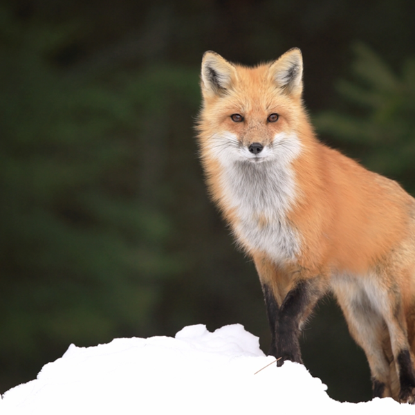 Fox logo