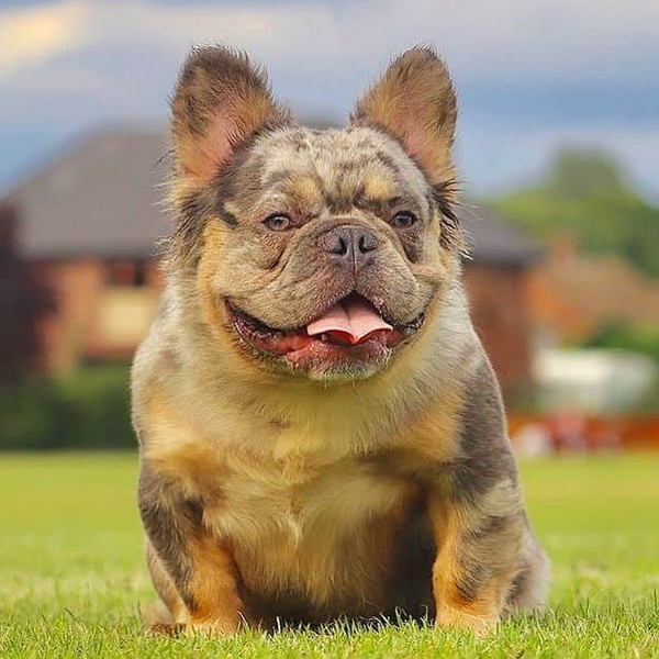 Frenchie logo