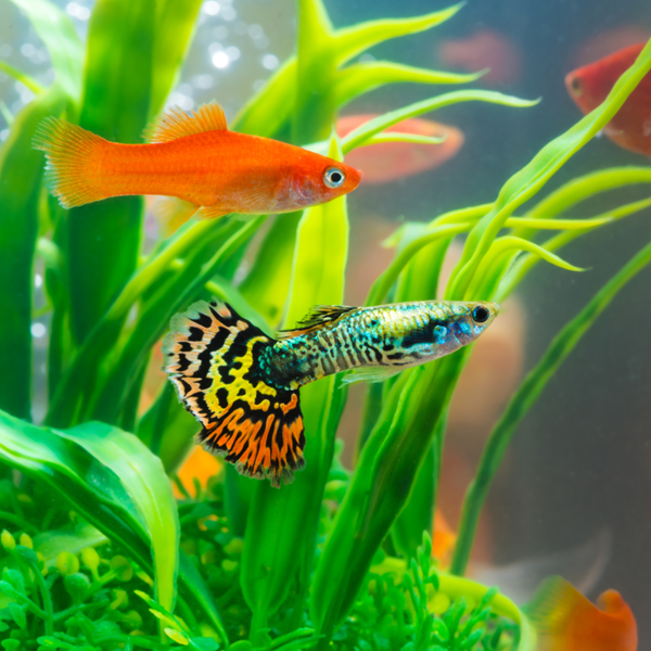 Freshwater fish logo