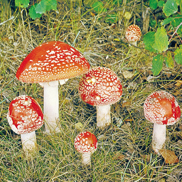 Fungus