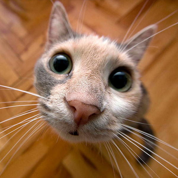 funny cats