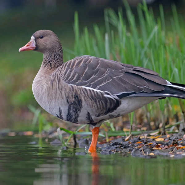 Goose logo