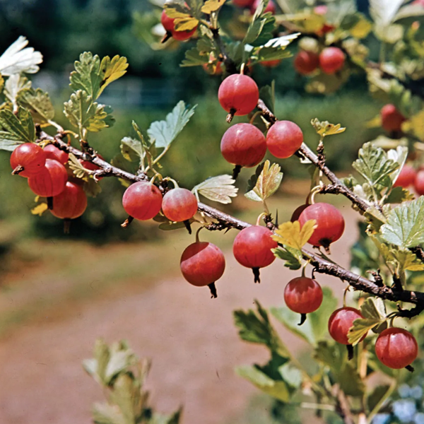 Gooseberry