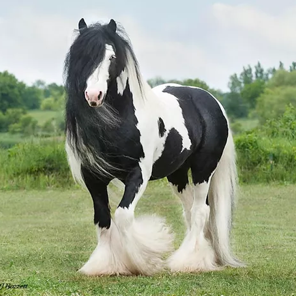 Gypsy horse logo