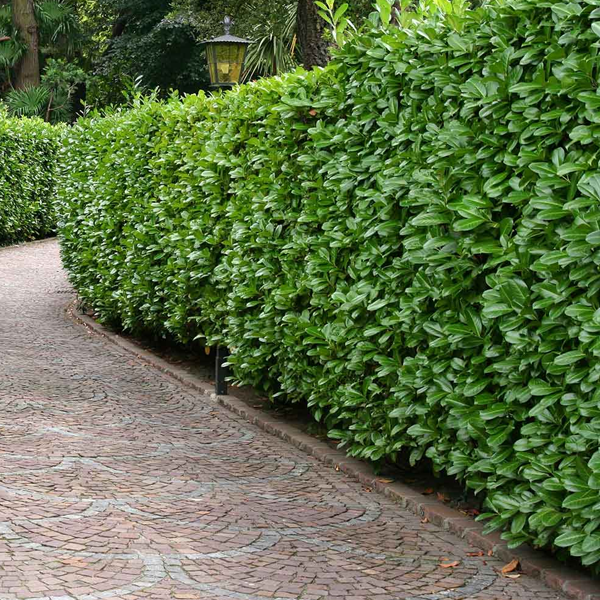 Hedge logo