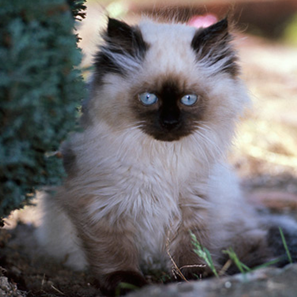 Himalayan cat