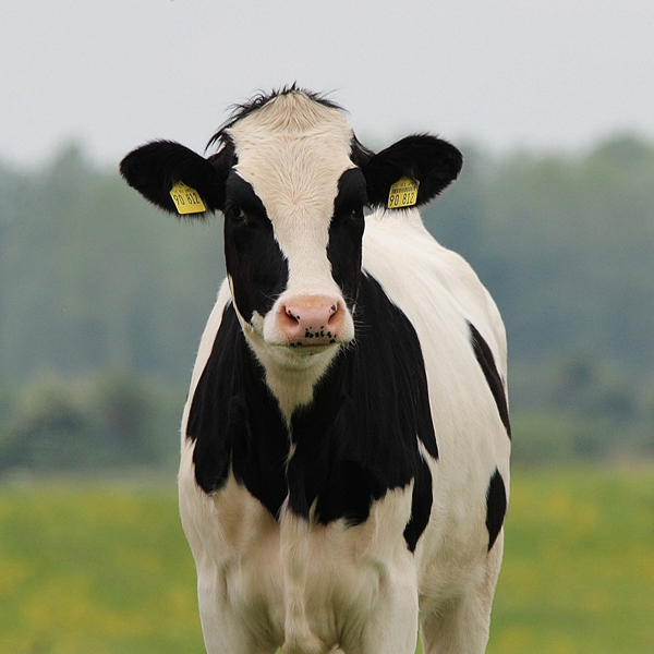 Holstein Friesian cattle logo