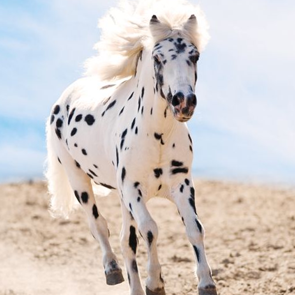 Horse breed logo