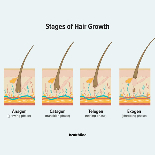 Human hair growth