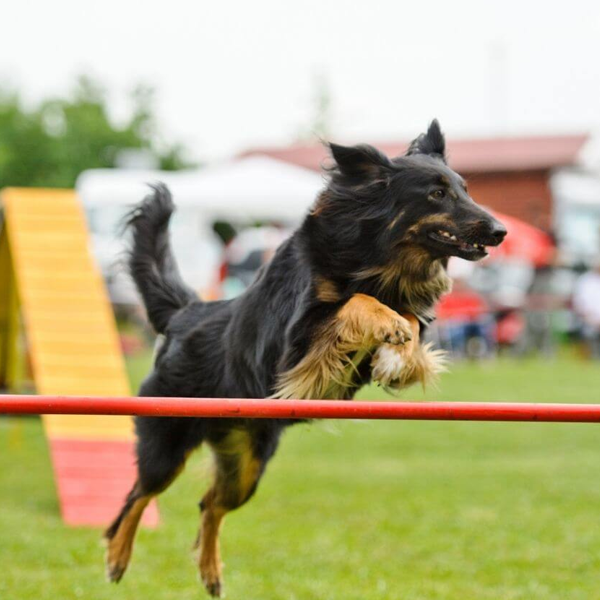 Hundesport