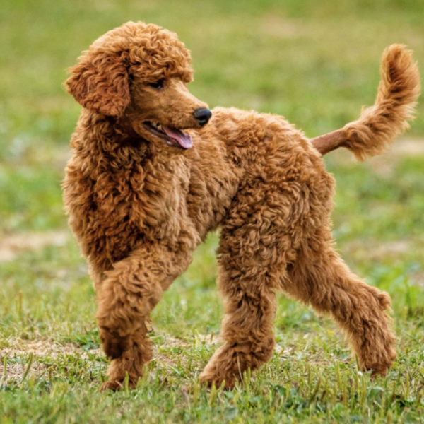 Hypoallergenic logo
