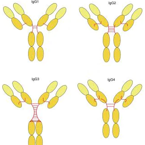 Immunoglobulin G