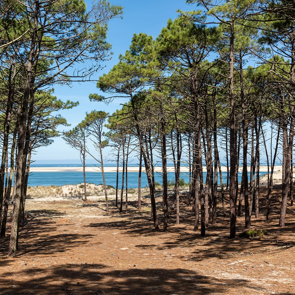 Landes (department)